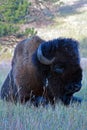 Bison Buffalo Bull lying down in Wind Cave National Park Royalty Free Stock Photo