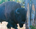 Bison Buffalo Bull near Canyon Village in Yellowstone National Park in Wyoming Royalty Free Stock Photo