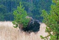 Bison Buffalo Bull near Canyon Village in Yellowstone National Park in Wyoming Royalty Free Stock Photo