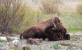 Bison Buffalo Bull sleeping next to Pebble Creek in the Lamar Valley in Yellowstone National Park in Wyoming USA Royalty Free Stock Photo