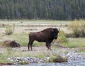 Bison Buffalo Bull standing next to Pebble Creek in the Lamar Valley in Yellowstone National Park in Wyoming Royalty Free Stock Photo