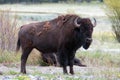 Bison Buffalo Bull standing next to Pebble Creek in the Lamar Valley in Yellowstone National Park in Wyoming Royalty Free Stock Photo
