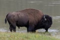 Bison Buffalo bull standing in water in Hayden Valley in Yellowstone National Park United States Royalty Free Stock Photo