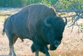 Bison Buffalo Bull sticking out his tongue near Canyon Village in Yellowstone National Park in Wyoming Royalty Free Stock Photo