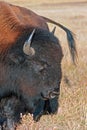 Bison Buffalo Bull tail, horn, and eye in Wind Cave National Park Royalty Free Stock Photo