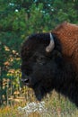 Bison Buffalo Bull in Wind Cave National Park Royalty Free Stock Photo