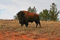 Bison Buffalo Bull in Wind Cave National Park Royalty Free Stock Photo