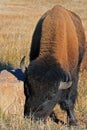 Bison Buffalo Bull in Wind Cave National Park Royalty Free Stock Photo