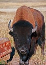 Bison Buffalo Bull in Wind Cave National Park Royalty Free Stock Photo