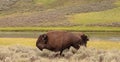 Bison Buffalo bulls chasing while fighting in Hayden Valley in Yellowstone National Park United States Royalty Free Stock Photo