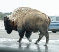 Bison buffalo, cloven hoof showing, with snow crosses road in Yellowstone National Park, USA. Royalty Free Stock Photo