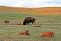 Bison Buffalo Cow with baby Caves in Custer State Park