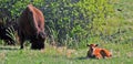 Bison Buffalo Cow with Calf in Custer State Park Royalty Free Stock Photo