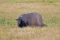 Bison Buffalo Cow and calf in Pelican Creek grassland in Yellowstone National Park in Wyoming Royalty Free Stock Photo