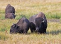 Bison Buffalo Cow and calf in Pelican Creek grassland in Yellowstone National Park in Wyoming Royalty Free Stock Photo