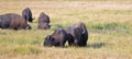 Bison Buffalo Cow and calf in Pelican Creek grassland in Yellowstone National Park in Wyoming Royalty Free Stock Photo