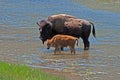 Bison Buffalo Cow crossing river with Calf in Yellowstone National Park Royalty Free Stock Photo