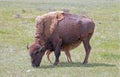 Bison Buffalo cow mother with nursing baby calf in the Lamar Valley of Yellowstone National Park in Wyoming USA Royalty Free Stock Photo