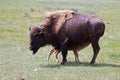 Bison Buffalo cow mother with nursing baby calf in the Lamar Valley of Yellowstone National Park in Wyoming USA Royalty Free Stock Photo