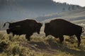 Bison Buffalo family sunset silhouette Royalty Free Stock Photo