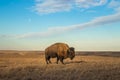 Bison or buffalo in a field of grass with a dramatic blue sky Royalty Free Stock Photo