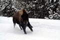 Bison buffalo getting frisky at Yellowstone Royalty Free Stock Photo