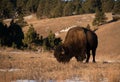 Bison buffalo grazing on snowy hillside