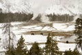 Bison or buffalo grazing in Upper Geyser Basin, Yellowstone National Park Royalty Free Stock Photo