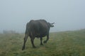 Bison buffalo grazing in the Wichita Mountains, Oklahoma Royalty Free Stock Photo