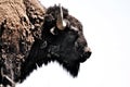 Bison Buffalo Head Profile