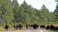 Bison Buffalo herd blocking the road in Custer State Park Royalty Free Stock Photo