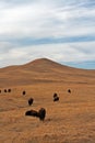 Bison Buffalo Herd in Custer State Park Royalty Free Stock Photo