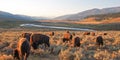 Bison Buffalo herd in early morning light in the Lamar Valley of Yellowstone National Park in Wyoiming Royalty Free Stock Photo