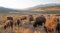 Bison Buffalo herd in early morning light in the Lamar Valley of Yellowstone National Park in Wyoiming Royalty Free Stock Photo