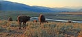 Bison Buffalo herd in early morning light in the Lamar Valley of Yellowstone National Park in Wyoiming Royalty Free Stock Photo