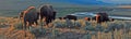 Bison Buffalo herd in early morning light in the Lamar Valley of Yellowstone National Park in Wyoiming Royalty Free Stock Photo