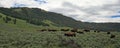 Bison / Buffalo Herd in the Larmar Valley in Yellowstone National Park in Wyoming USA Royalty Free Stock Photo