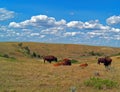 Bison Buffalo Herd in Theodore Roosevelt National Park Royalty Free Stock Photo