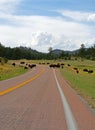 Bison Buffalo Herd traffic jam in Custer State Park Royalty Free Stock Photo