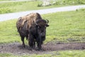 Bison Buffalo