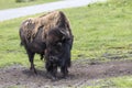 Bison Buffalo at the Zoo