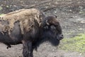 Bison Buffalo at the Zoo