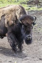 Bison Buffalo at the Zoo