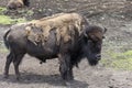 Molting Bison Buffalo at the Zoo