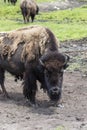 Molting Bison Buffalo at the Zoo
