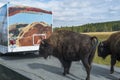 Bison buffalo on road in Yellowstone Royalty Free Stock Photo