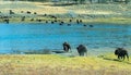 Bison buffalo seen in Yellowstone National Park, Wyoming, USA, crossing the river in a herd. Royalty Free Stock Photo