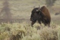 Bison in Yellowstone National Park during the summer mating season