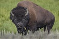 Bison in Yellowstone National Park during the summer mating season