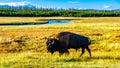 Bison, or Buffalo, in Yellowstone National Park in Wyoming, USA Royalty Free Stock Photo